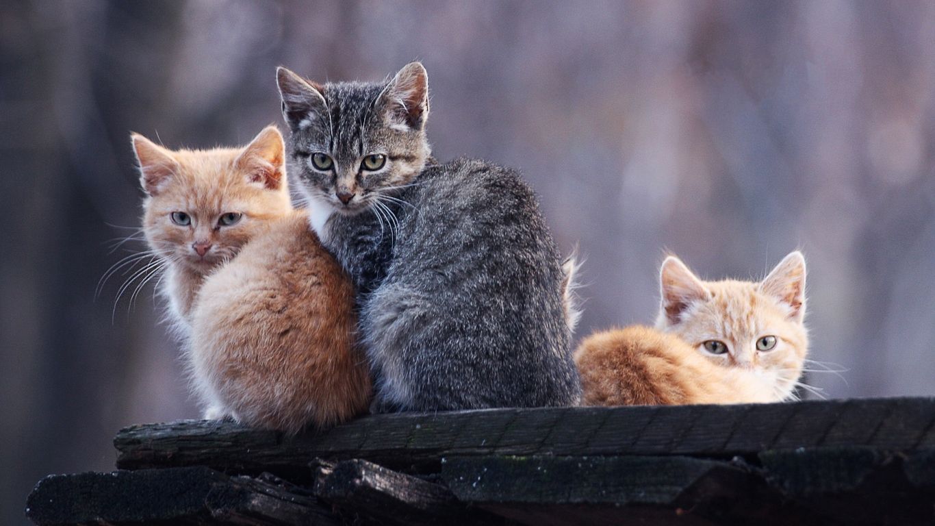 猫咪